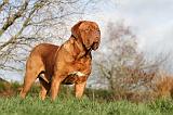 DOGUE DE BORDEAUX 223